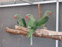 Alexandr velký - Nepálský